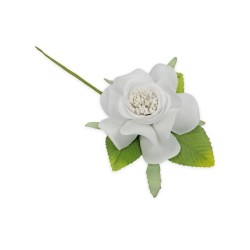 Camelia con foglie