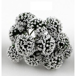 Fiore nebbiolina bianca