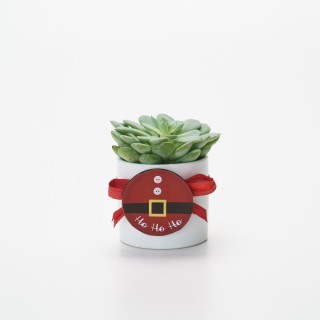 Piantina grassa con vasetto hohoho | CarinCasa