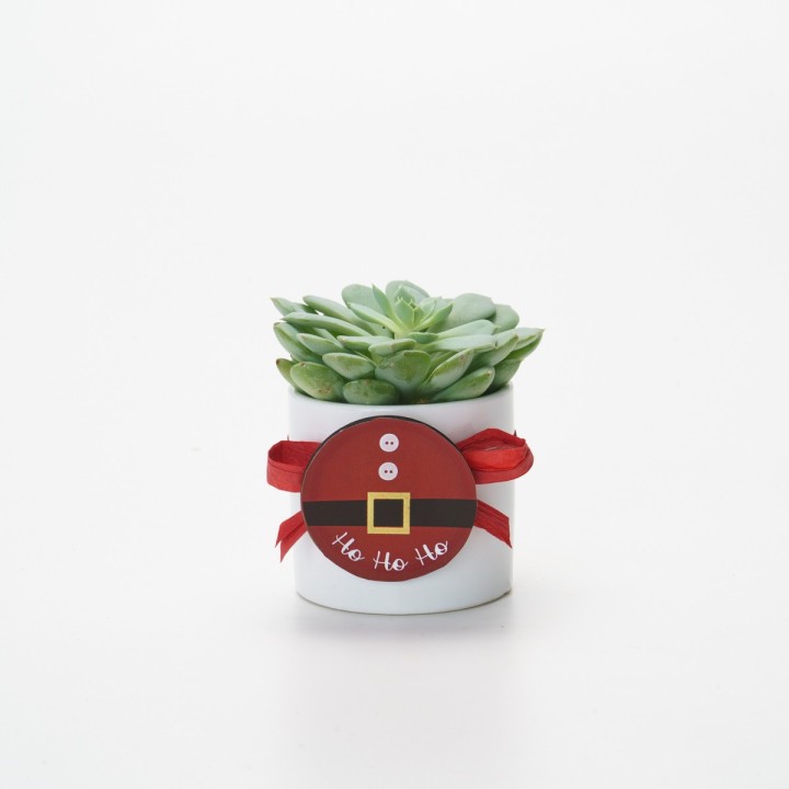 Piantina grassa con vasetto hohoho | CarinCasa