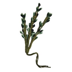 Rametto Lavanda water Margot verde