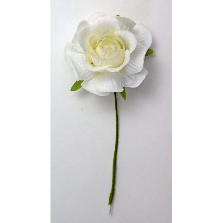 Rosa Vesuvia bianca crema | CarinCasa