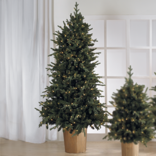 Abete LED H.180 Con Vaso