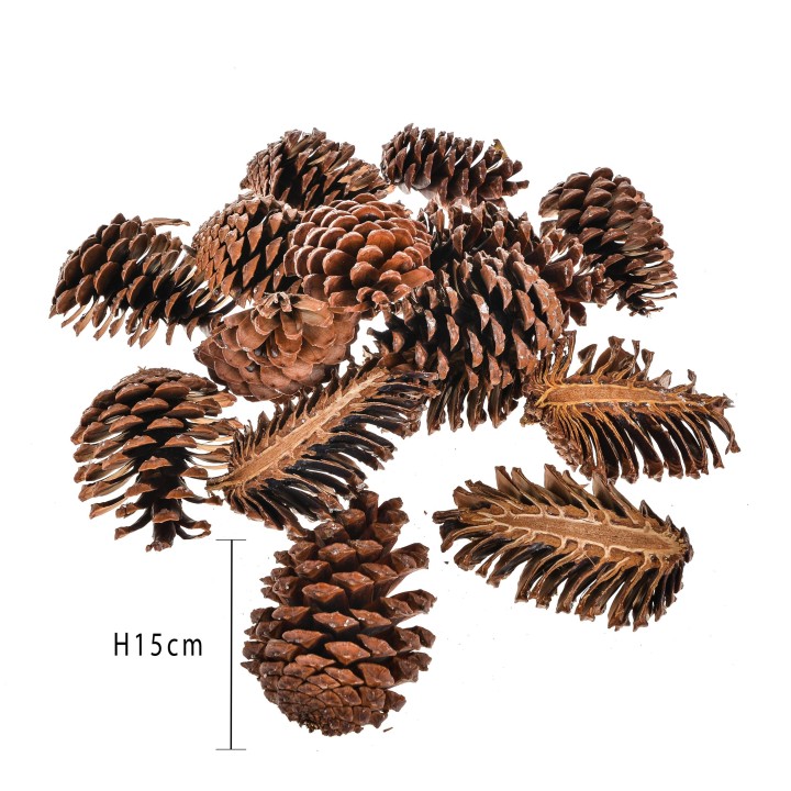 Pigne tagliate 11x9 cm 15 | CarinCasa