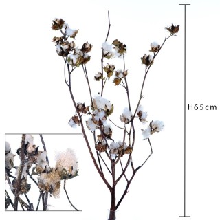 Cotone 2 rami 60/70 cm c/brillant | CarinCasa