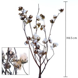 Cotone 2 rami 60/70 cm c/brillant