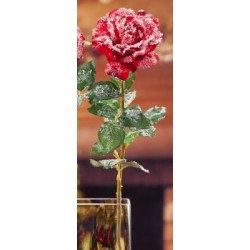 Rosa innevata rossa