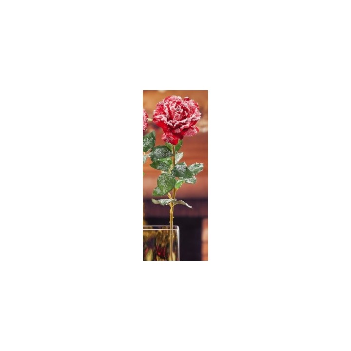 Rosa innevata rossa