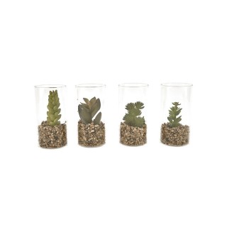 Piantina cilindro vetro cm.10 4ass. | CarinCasa