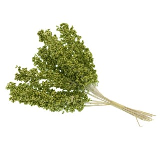Mazzetto di nebbiolina verde decorativa