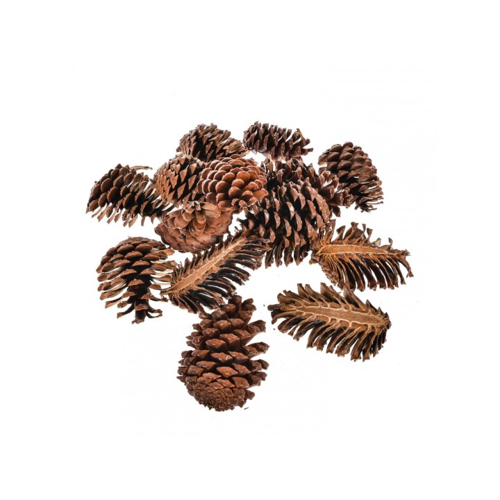 Pigne tagliate 11x9 cm 15 | CarinCasa