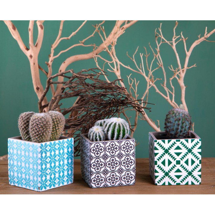 Cubo Cachepot Old Titles | CarinCasa