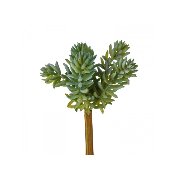 Pianta grassa x 6 18,5 cm | CarinCasa